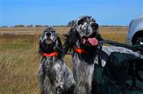 Click for large image