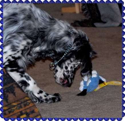 Click for large image