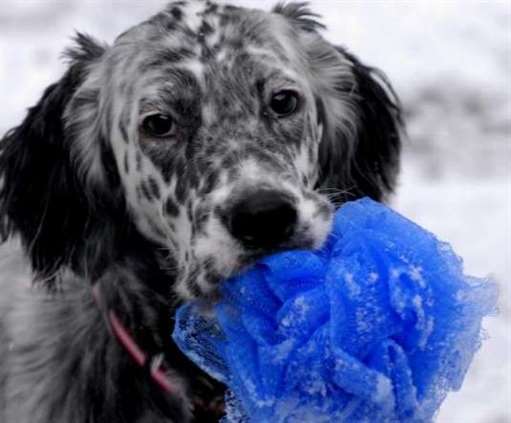 Click for large image