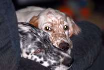 Click for large image