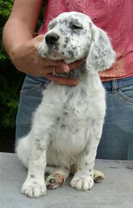 Click for large image