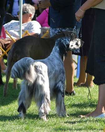 Click for large image