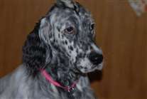 Click for large image