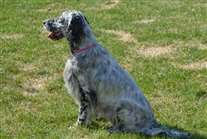 Click for large image