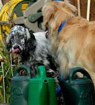 Click for large image