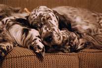 Click for large image