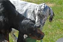 Click for large image