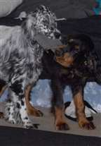 Click for large image