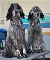 Click for large image