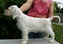 Click for large image