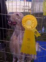 Click for large image