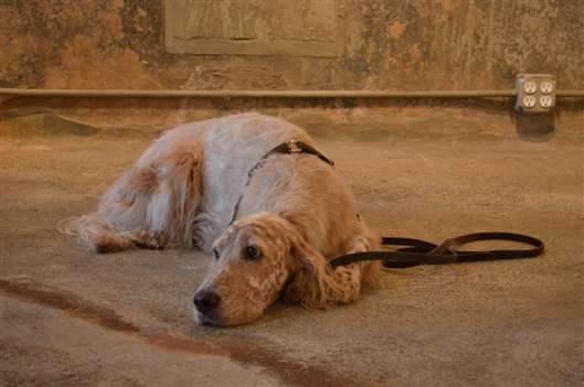 Click for large image