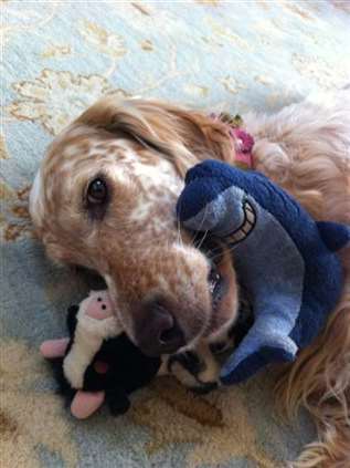 Click for large image