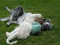 Click for large image