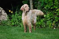 Click for large image