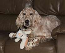 Click for large image