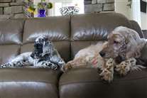 Click for large image