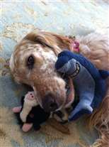 Click for large image