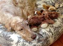 Click for large image