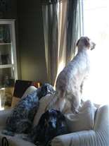 Click for large image