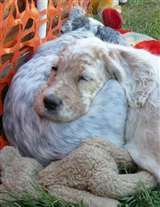 Click for large image