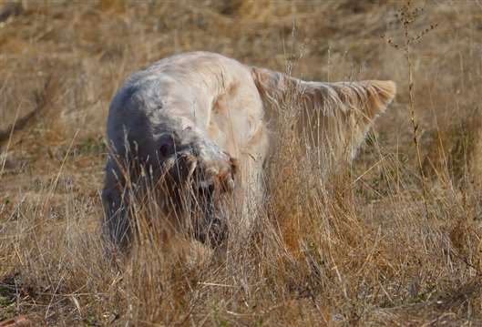 Click for large image