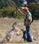 She and Lace love Steve the trainer at Blue Ridge Kennels in Dixon CA