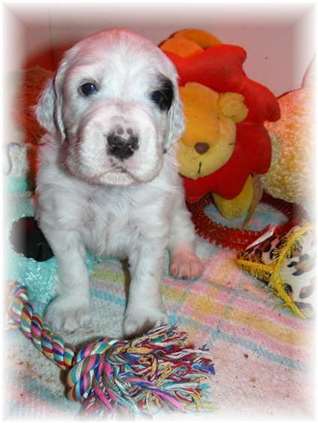 Click for large image