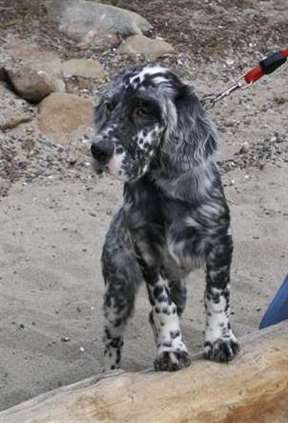 Click for large image