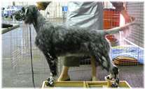 Click for large image