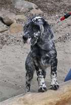 Click for large image