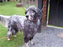 Click for large image