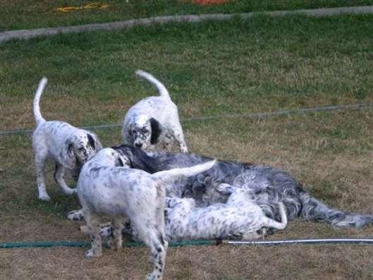 Click for large image