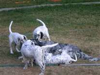 Click for large image