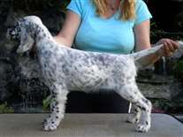 Click for large image