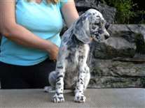 Click for large image