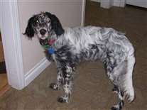 Click for large image