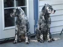 Click for large image