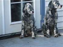 Click for large image