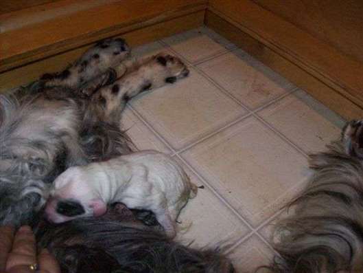 Click for large image