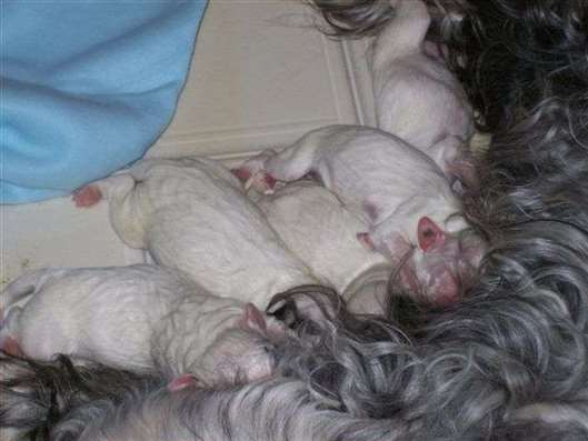 Click for large image