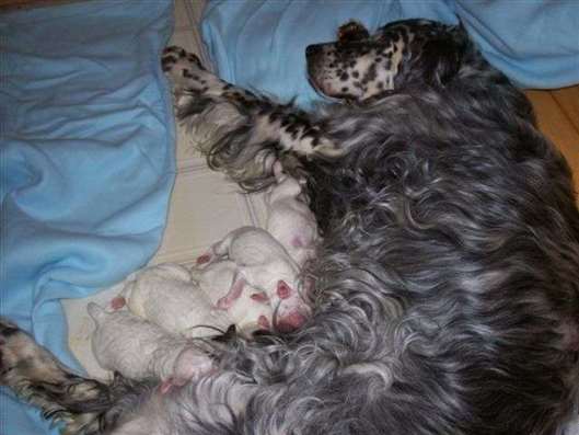 Click for large image