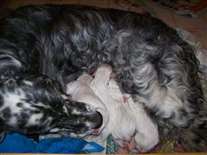 Click for large image