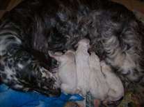 Click for large image