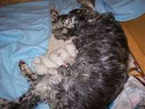 Click for large image