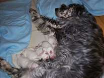 Click for large image