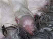 Click for large image