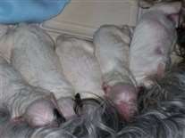 Click for large image