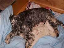 Click for large image