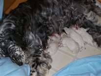 Click for large image